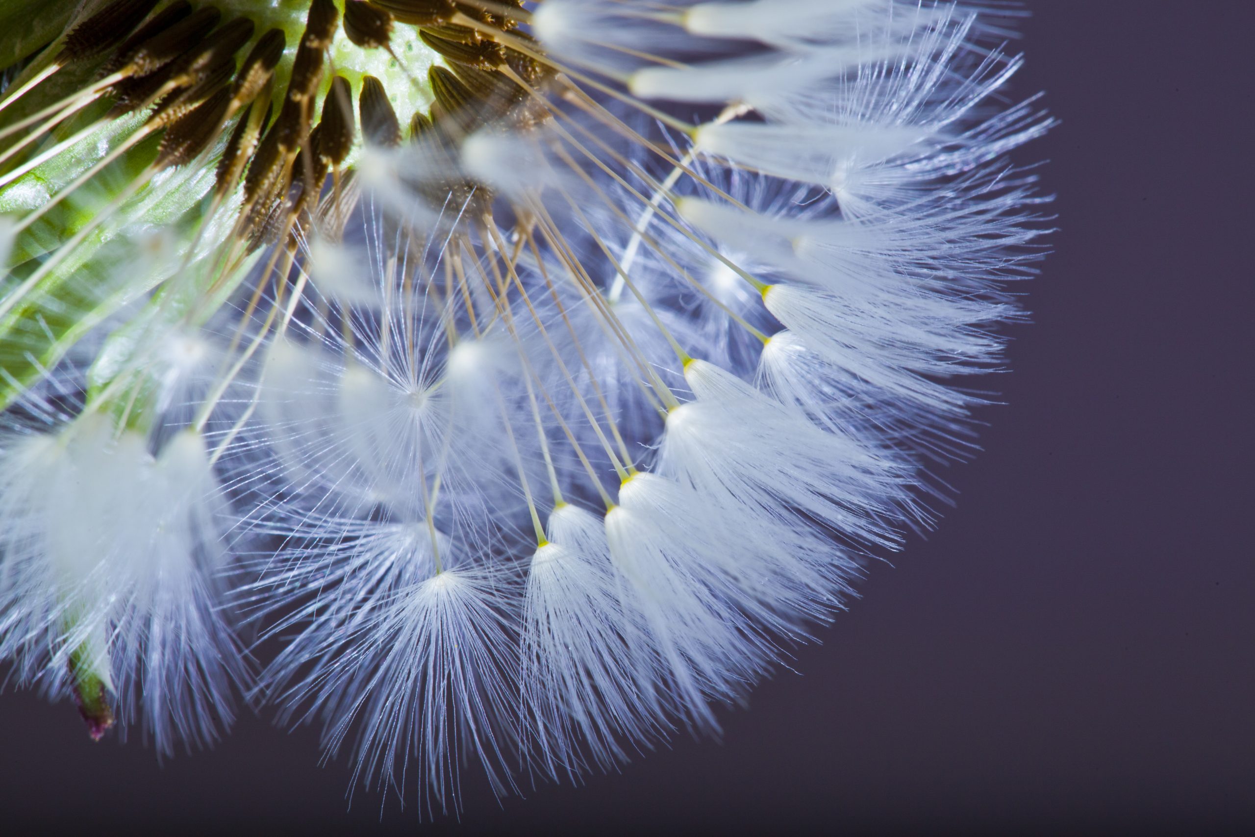 close up of Dandelion seed head