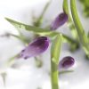 Purple flowers in the snow