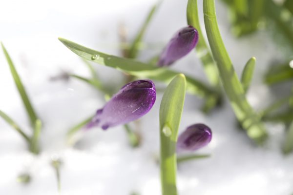 Purple flowers in the snow