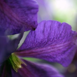 Flower closeup