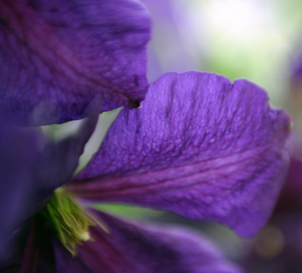 Flower closeup