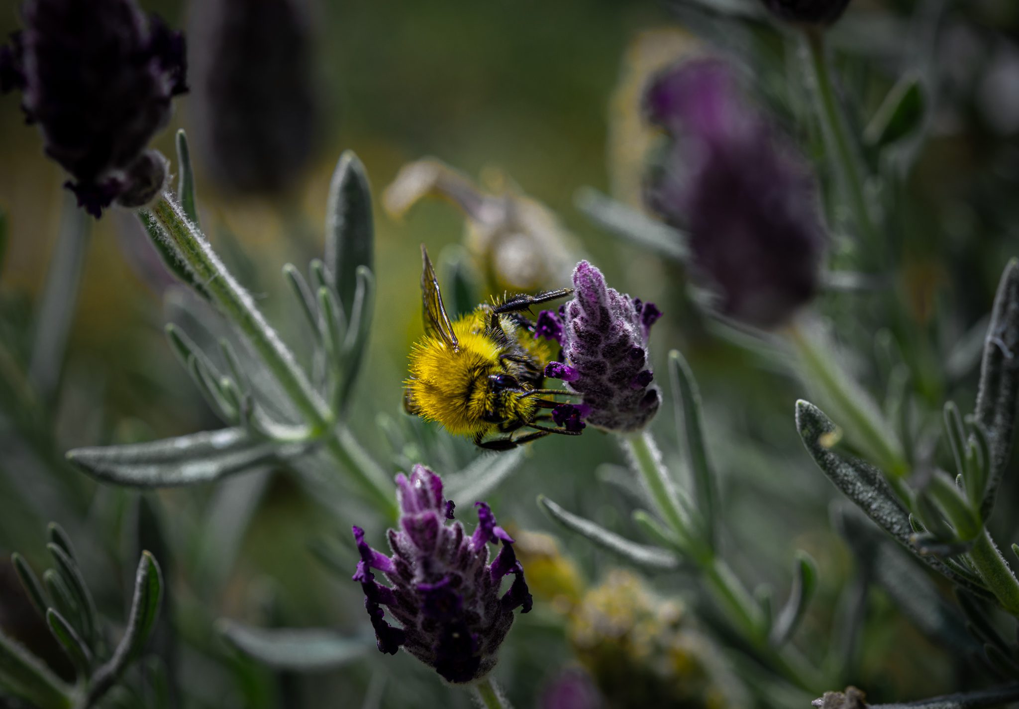 Bee on flower