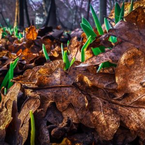 green leave pushing through the leaves