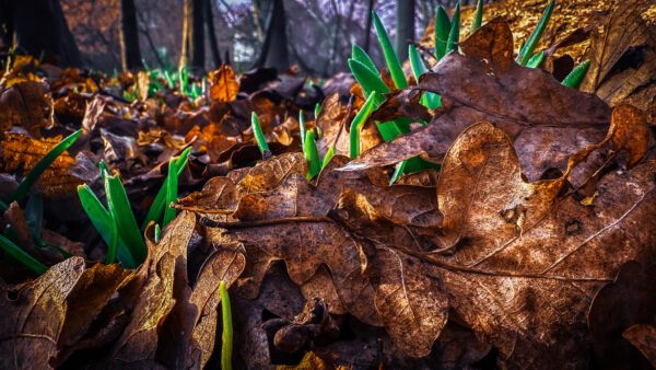 green leave pushing through the leaves